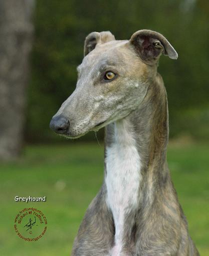 Greyhound 9J008D-04.JPG